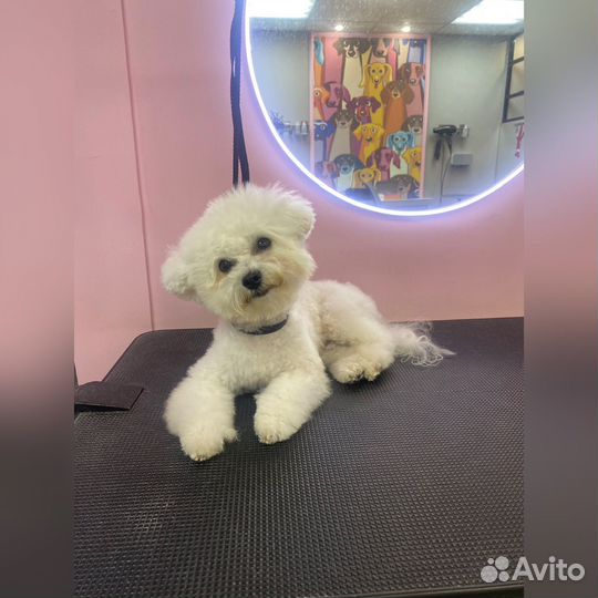 Стрижки животных,груминг