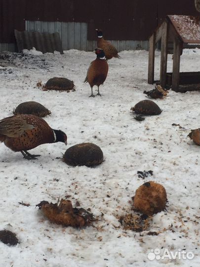 Птица фазан