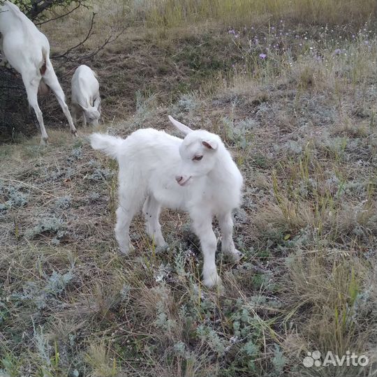 Продам молочных коз