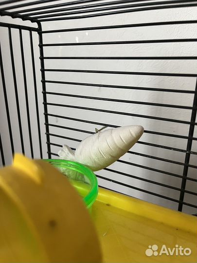 Клетка для сирийского хомяка большая с тоннелями