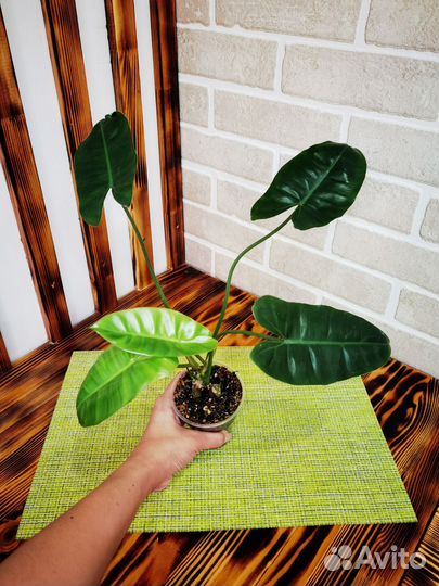 Фиттония филодендрон