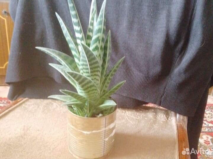 Алоэ пестрое