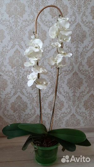 Орхидея