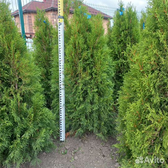 Туя западная смарагд