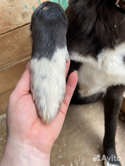 Собака Лучик из приюта очень ждет свою семью