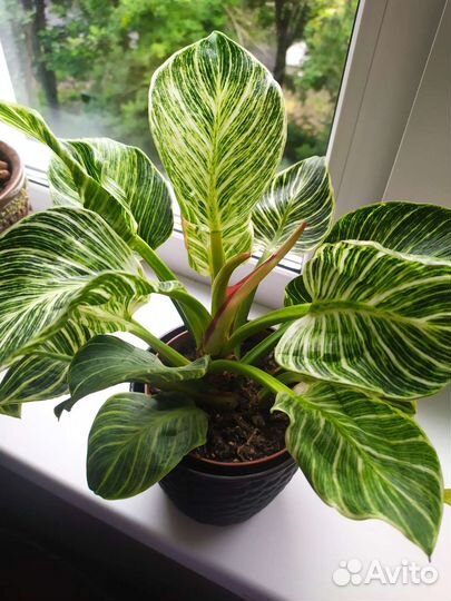 Филодендрон биркин