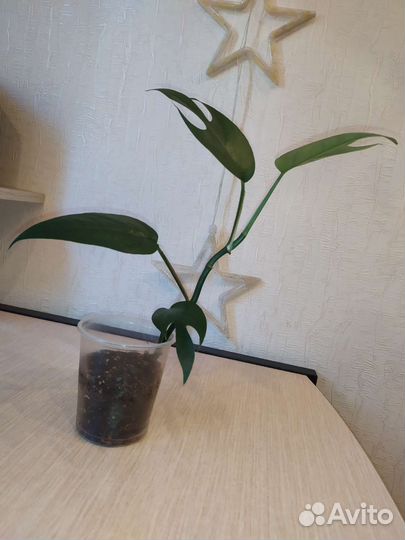 Спайдермен монстера амидриум медиум