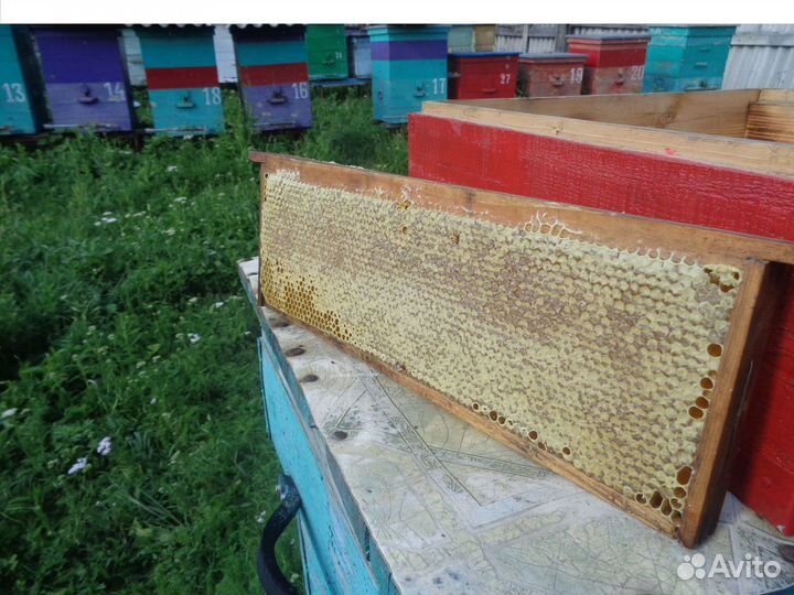 Мёд 2023 от пчеловода, сотовый мёд в рамках