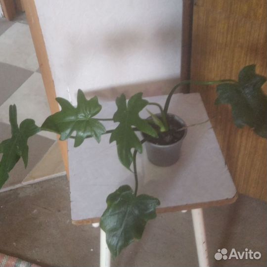 Филодендрон