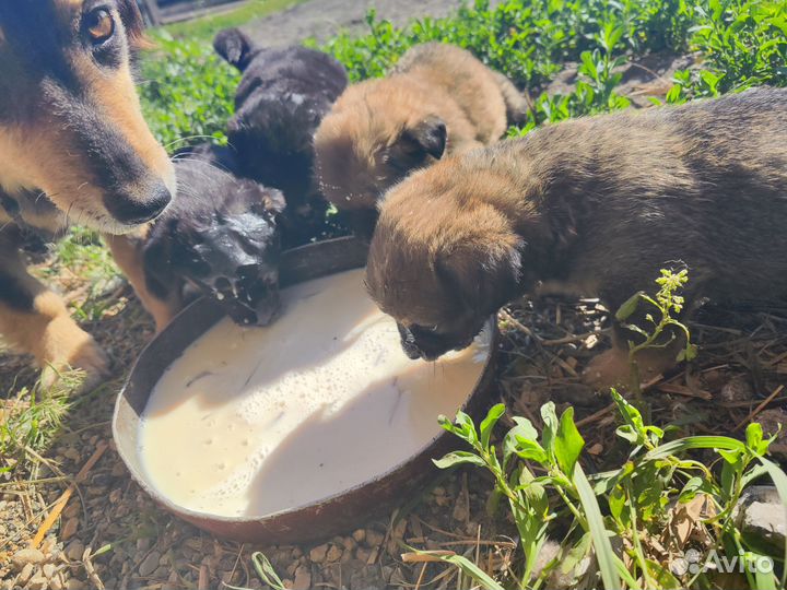 Собаки бесплатно в добрые руки щенки