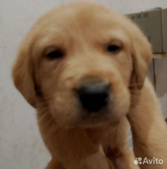 Щенки лабрадора