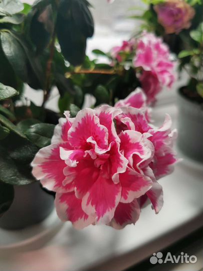 Азалия фиолетовая махровая