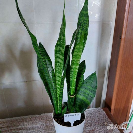 Сансевиерия сорт Крейга