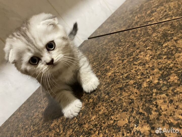 Шатланские вислоухие котята