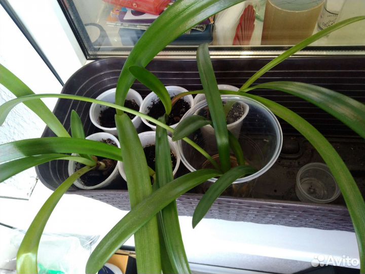 Луковицы амариллиса