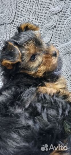 Йоркширский терьер мини девочка