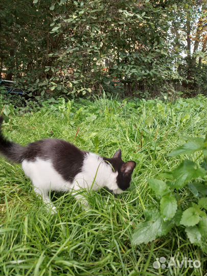 Найден котенок