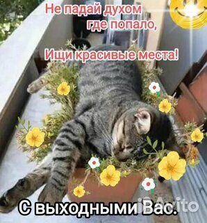 Передержка для кошек