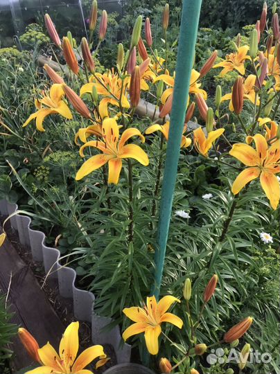 Лилии (луковицы)