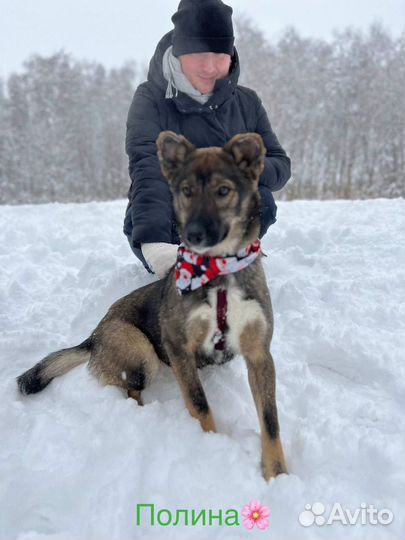 Собака бесплатно