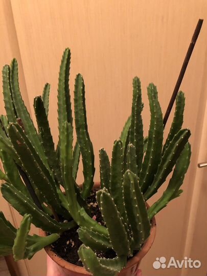 Цветущий кактус