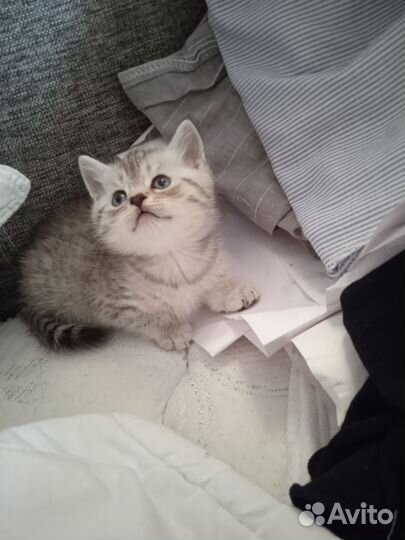 Шотландская