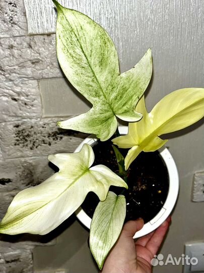 Комнатные цветы