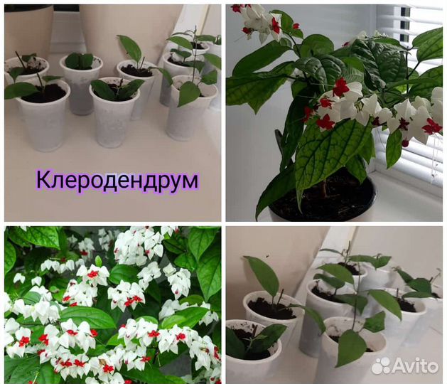 Комнатные цветы