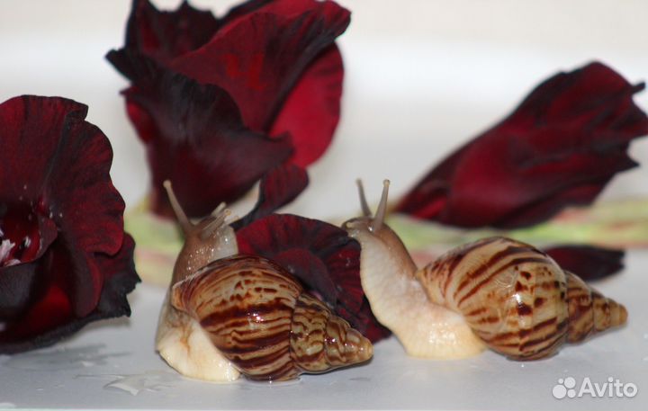 Улитки ахатины,древесники и т.д