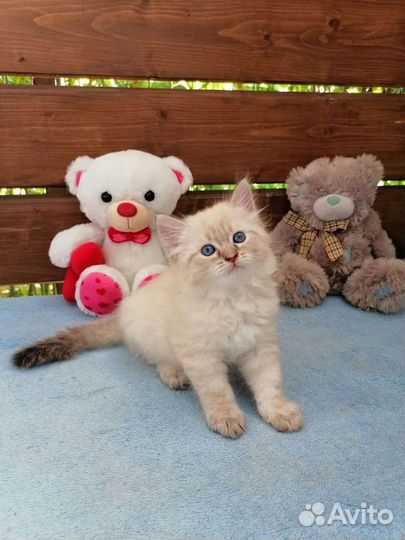 Невские малыши ждут вас