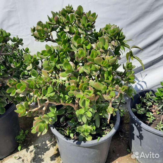 Денежное дерево