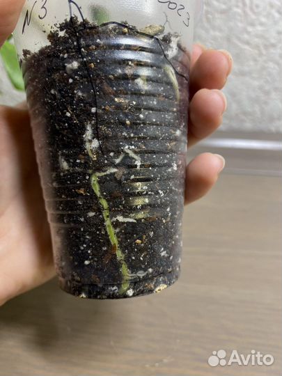 Рафидофора тетрасперма (монстера минима)