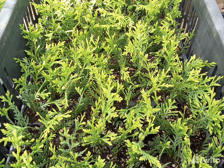 Хвойники черенки
