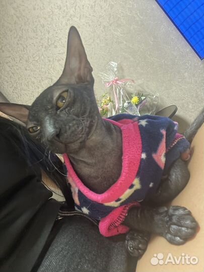 Передержка животных