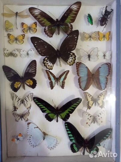 Экзотические насекомые