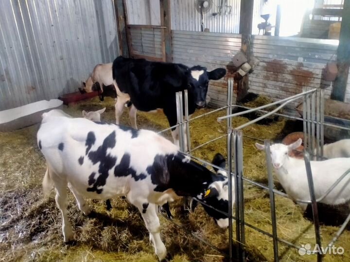 Тёлки голштинки козы козлята