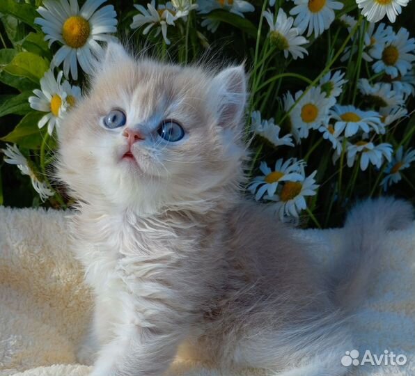 Шотландский мальчик лиловое золото