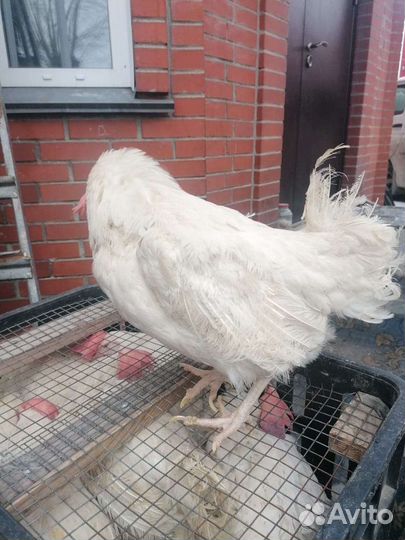 Куры несушки