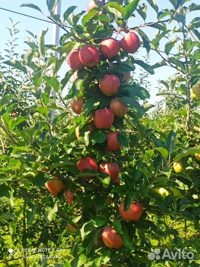 Яблоки гала