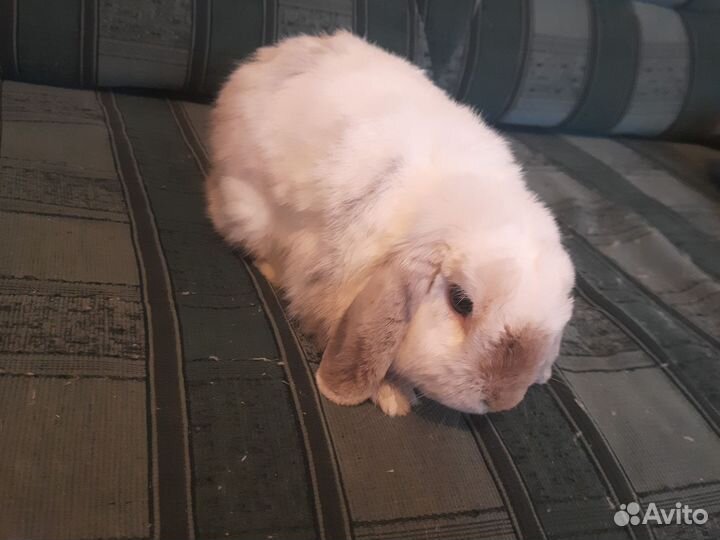 Кролик с клеткой