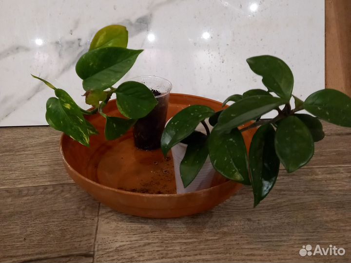 Комнатные цветы