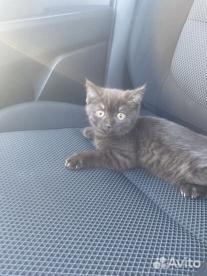 Британская