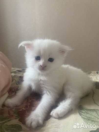 Котята мейн-кун