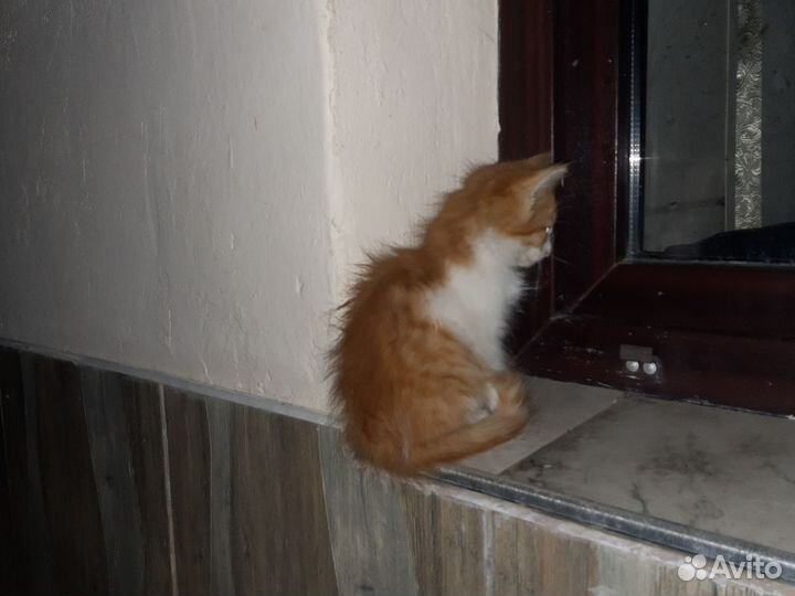 Кошка в дар бесплатно