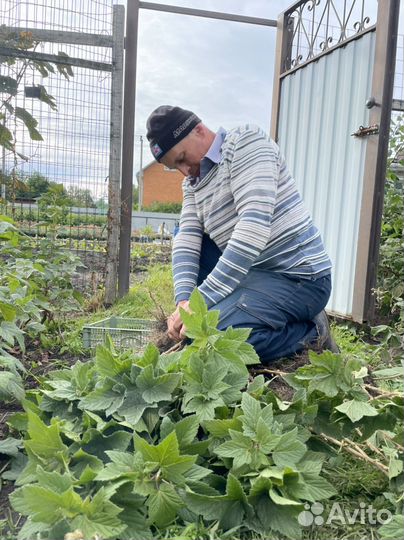 Черная смородина окс