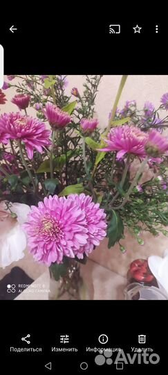 Хризантемы