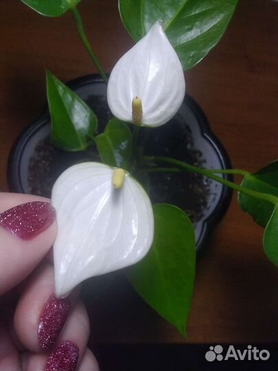 Комнатные растения