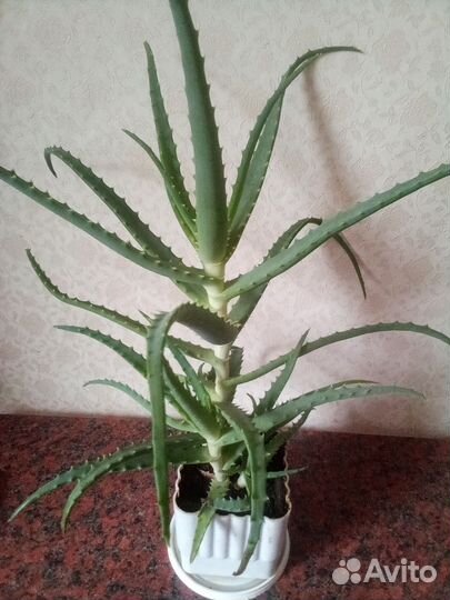 Алоэ лечебный