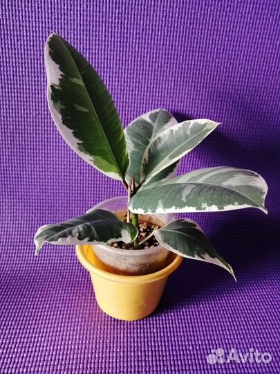 Фикус тинеке