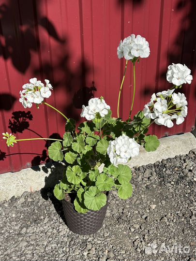 Пеларгония герань розебудная красная,белая,малин-я